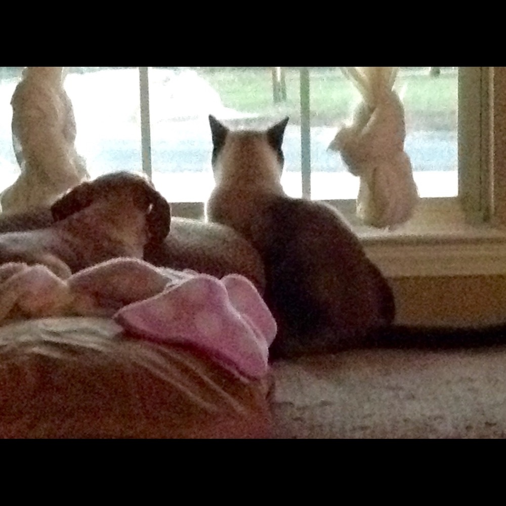 Meet your Posher, Dana